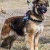 Jessy SI, perfekter Familienhund