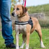 Bobi SI, offen und freundlich
