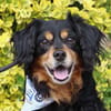 Cocker-Fans aufgepasst hier kommt Toby