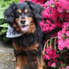Cocker-Fans aufgepasst hier kommt Toby