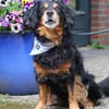 Cocker-Fans aufgepasst hier kommt Toby