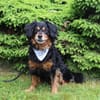Cocker-Fans aufgepasst hier kommt Toby