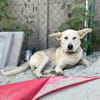 Dobby wartet ab 15.11. in Hamburg!