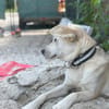 Dobby wartet ab 15.11. in Hamburg!