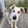 Dobby wartet ab 15.11. in Hamburg!