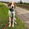 Jure Bracke Mischling Rüde Familienhund