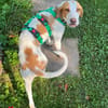 Jure Bracke Mischling Rüde Familienhund