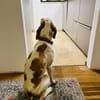 Jure Bracke Mischling Rüde Familienhund
