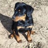 Hachi sonnig liebenswert verspielt