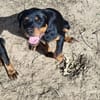 Hachi sonnig liebenswert verspielt