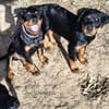 Hachi sonnig liebenswert verspielt