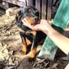 Hachi sonnig liebenswert verspielt