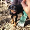 Hachi sonnig liebenswert verspielt