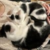 Dave, ruhiger Schmuser, 1 Jahr in 82054