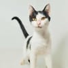 Dana, verspielte Schmusekatze,3J 85591