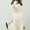 Dana, verspielte Schmusekatze,3J 85591