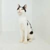 Dana, verspielte Schmusekatze,3J 85591