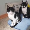 Klelia, verspieltes Katzenmädchen, 1J