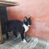 Klelia, verspieltes Katzenmädchen, 1J