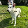 paquito