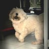 Baloulou, mâle croisé caniche, né le 20/10/2023