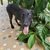 Dusty, mâle croisé berger, né le 15/06/2025 🐶