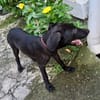 Dusty, mâle croisé berger, né le 15/06/2025 🐶