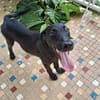 Dusty, mâle croisé berger, né le 15/06/2025 🐶