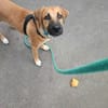 🐾 À L’ADOPTION – QUIMPER, un cœur tendre en quête de sa famille pour la vie ! 🐾