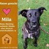 Zuhause gesucht für Mila