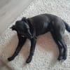 Zuhause gesucht für Mila