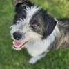 Liebling Miko sucht sein Zuhause