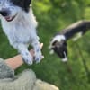 Liebling Miko sucht sein Zuhause