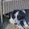 Liebling Miko sucht sein Zuhause