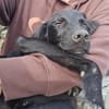 Chico sucht sein Happy End