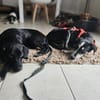 Chico sucht sein Happy End