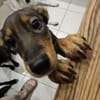 der hübsche Yarno sucht ein Zuhause