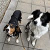 Oranda, geb. ca. 05/2022, 30655 Hannover