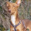 Rufo sucht eine Familie zum Liebhaben