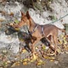Rufo sucht eine Familie zum Liebhaben