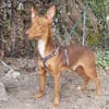 Rufo sucht eine Familie zum Liebhaben