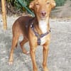 Rufo sucht eine Familie zum Liebhaben