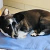 Lisa sucht ein neues Zuhause