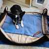 Lisa sucht ein neues Zuhause