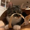 Nami sucht ein liebevolles Zuhause