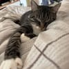 Nami sucht ein liebevolles Zuhause