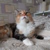 Eine Prinzessin sucht zu Hause
