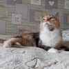 Eine Prinzessin sucht zu Hause