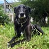 BLACKY ist sehr sensibel + ruhig ♥