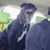 BLACKY ist sehr sensibel + ruhig ♥